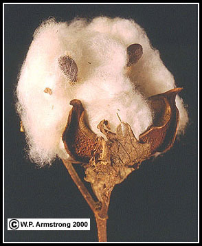 picture of cotton fiber