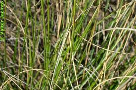 picture of Esparto Grass