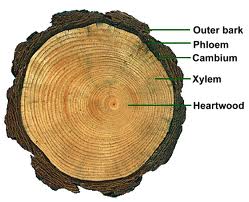 picture of heart wood
