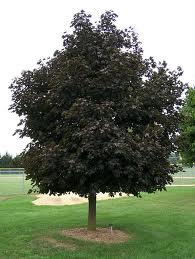 picture of maple tree