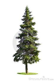 picture of coniferous tree